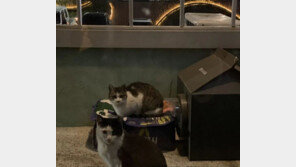 성대수술 당해 짖지도 못한 유기견 2마리, 길고양이 덕 살았다