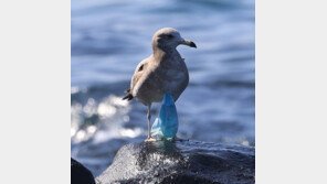 누군가 버린 일회용 마스크에 걸려…발버둥치는 갈매기