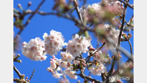 올해 벚꽃 언제 피나…서울 4월2일 ‘만개’ 평년보다 5~7일 빨라