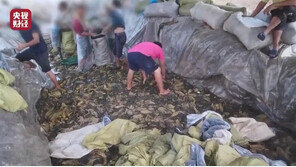 맨발로 밟고, 담배꽁초 버리고…中 ‘쏸차이’ 공장 비위생 발칵