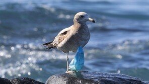 마스크 매단 채 비행하는 제주 갈매기…빼내려 몸부림쳐봐도 역부족