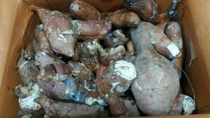 “이 정도면 음식물쓰레기”…썩은 고구마 판매한 유명 쇼핑몰