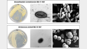 지하 600m 1억년 전 퇴적암층서 살아있는 미생물 발견
