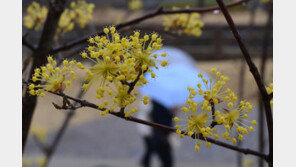 토요일 서울에도 눈·강원 산지 최대 40㎝ 폭설…19일까지 곳곳 비