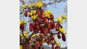 [고양이 눈]‘봄과 가을’이 함께