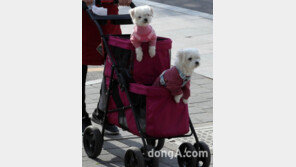“날 풀리자 바빠진 반려인들”… ‘댕댕이·냥이’ 용품 판매량 급증