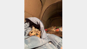 소식 끊겼던 100만 팔로워 고양이 스테판, 2주만에 우크라 탈출 소식