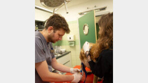 러군 폭격에 다친 동물 260마리 살린 수의사…목숨 걸고 국경 오간다