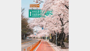 올 봄 여의도 벚꽃길 열린다…3년만에 제한적 개방