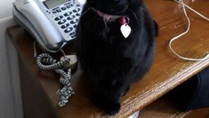 배 위로 폴짝 올라 앉았다가…난소암 조기 발견 주인 살린 고양이