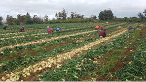양파 가격 폭락 속 제주산 햇양파 첫 출하…kg당 800원