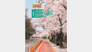 ‘여의도 벚꽃길’ 올해는 연다…영등포구, 3년 만에 개장