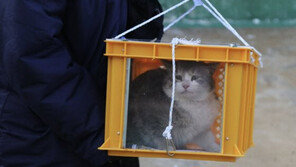 “호기심에…” 폐양식장서 고양이 잔혹 살육한 20대 검거