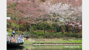 여의도-석촌호수 벚꽃길 3년만에 개방… 축제는 안 열려