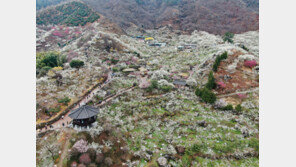 튤립 볼까? 산수유 볼까?…국내 봄꽃 명소 7선