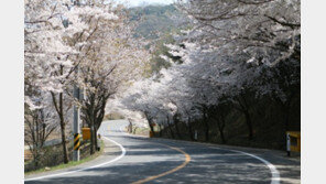 4월, 꽃길만 걸어요…한국관광공사 추천 가볼만한 곳