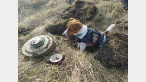 인명피해 막은 우크라 탐지견 ‘패트론’…폭발물 100개 가까이 탐지