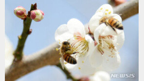 낮부터 포근한 봄날씨…내일 밤 비소식