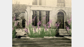 독일군 공습 후 런던 거리에 분홍바늘꽃이 핀 이유는…