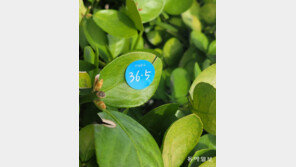 [고양이 눈]정상체온