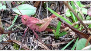 텍사스서 발견된 분홍색 메뚜기…“생존 가능성 낮아”