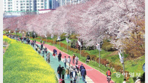 활짝 피어나는 봄… 벚꽃 즐기는 부산 시민들