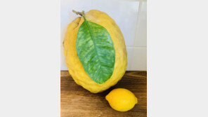 “17배 크기”…영국서 1.8㎏ 초대형 레몬 발견