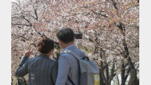 ‘벚꽃 북상’ 4월1일 서울 개화…여의도·석촌호수도 2년만에 상춘객 맞아