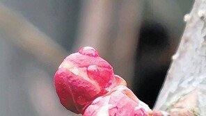 [고양이 눈]대롱대롱