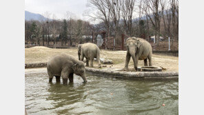 코끼리 4마리 하루 분변량 200㎏…온수 샤워로 봄맞이 한창