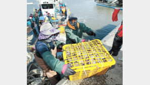 상자에 가득 담은 꽃게