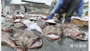 콜라겐 풍부한 아귀 정리