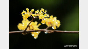 오후 들어 전국에 봄비…내륙 매우 큰 일교차 ‘15~20도’