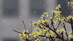 내일기온 뚝↓ 4월 첫날 꽃샘추위…서울 아침 4도