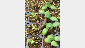 [고양이 눈]도롱뇽의 봄나들이