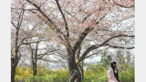 여의도 벚꽃길 3년만의 개방, 개화 늦어져 9~17일로 연기