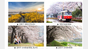 벚꽃 보러 어디로 갈까…‘서울 봄 꽃길 166선’ 선정
