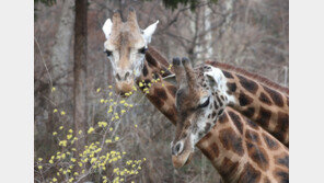 서울 아침 3도 쌀쌀, 낮 13도 포근 …일교차 커
