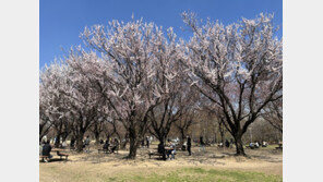 “봄 정취 느끼자” 명소마다 상춘객 ‘북적’…일상회복 기대감 ‘물씬’