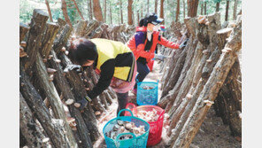 표고버섯 수확 분주