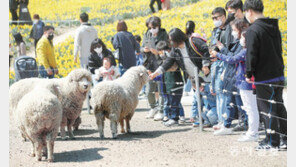 양 먹이 주기 체험