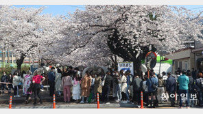 “거리두기 이미 끝난듯”…주말 봄꽃 명소에 인파 몰려