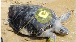 “지난해 중문해수욕장서 방류한 ‘푸른바다거북’, 따뜻한 아열대 해역까지 성공적으로 남하했다”