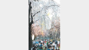 날씨 풀리고 거리두기 완화… 벚꽃 인파 ‘북적’ 