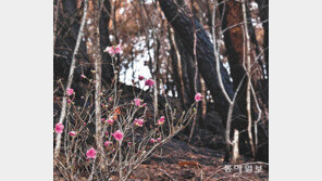 주력 진화 헬기 초대형으로 바꾸고 ‘산불에 강한 산림’ 조성한다