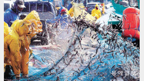 “멸치야, 반갑다”