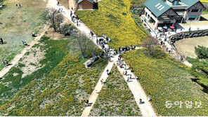 봄을 수놓는 노란 물결