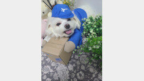 ‘택배견 경태’ 후원금  챙기고 잠적 택배기사, 경찰수사…사기혐의로