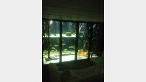 집을 아쿠아리움으로 만든 ‘물고기 덕후’…“물 무게만 승용차 12대”