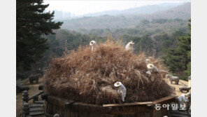 태조 건원릉 이발(?) 하는 날[청계천 옆 사진관]